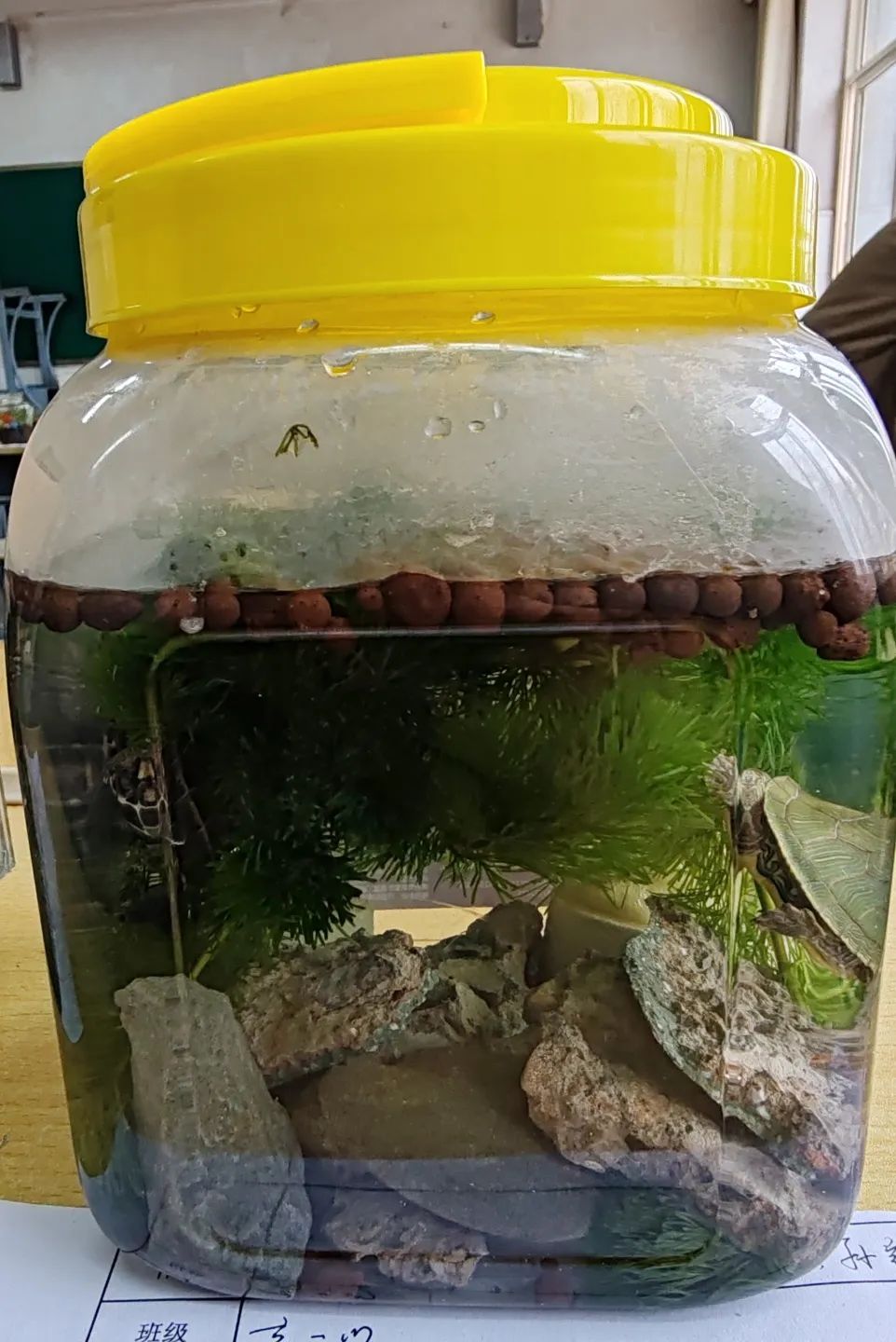 知识学问英语怎么读_学知识_知识学爆