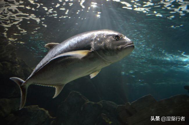 濒危或灭绝的生物_灭绝濒危动物_灭绝濒危生物有哪些
