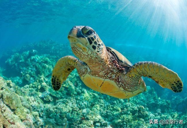 灭绝濒危动物_濒危或灭绝的生物_灭绝濒危生物有哪些