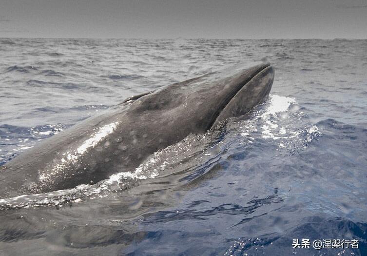 濒危或灭绝的生物_灭绝濒危动物_灭绝濒危生物有哪些
