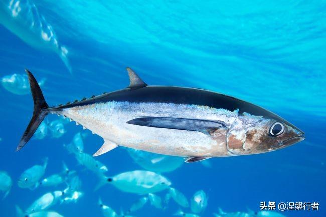 灭绝濒危动物_灭绝濒危生物有哪些_濒危或灭绝的生物
