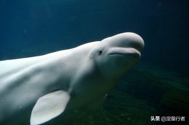 灭绝濒危生物有哪些_灭绝濒危动物_濒危或灭绝的生物
