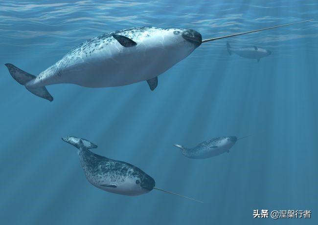 濒危或灭绝的生物_灭绝濒危动物_灭绝濒危生物有哪些