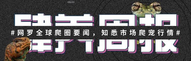 面包虫繁殖术！看完再也不用愁饲料了！ | 肆养周报