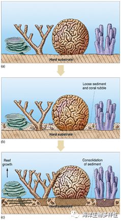 珊瑚礁是由造礁珊瑚和其他生物骨骼_珊瑚骨骼礁生物造礁是什么动物_珊瑚骨骼礁生物造礁是什么意思