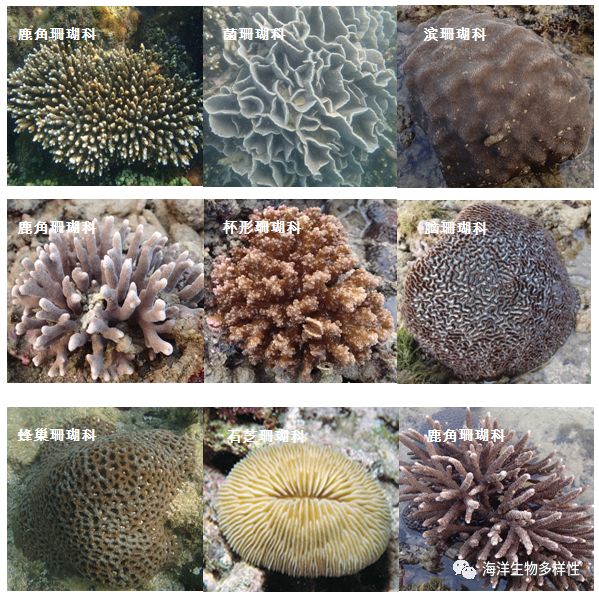 珊瑚骨骼礁生物造礁是什么意思_珊瑚骨骼礁生物造礁是什么动物_珊瑚礁是由造礁珊瑚和其他生物骨骼