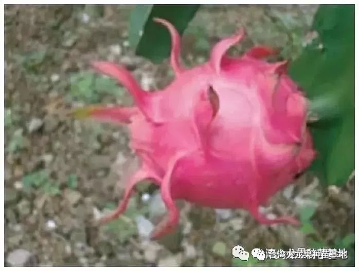 中国最好的十大名牌生物菌肥_中国生物菌肥十大厂家_国内最好生物菌肥厂家