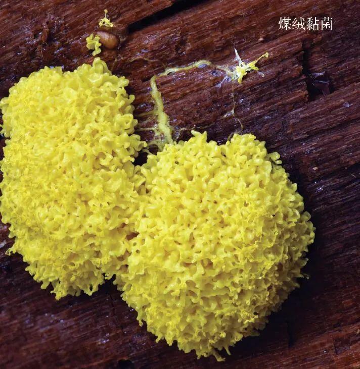 单细胞生物能够_单细胞生物能够_单细胞生物可以完成