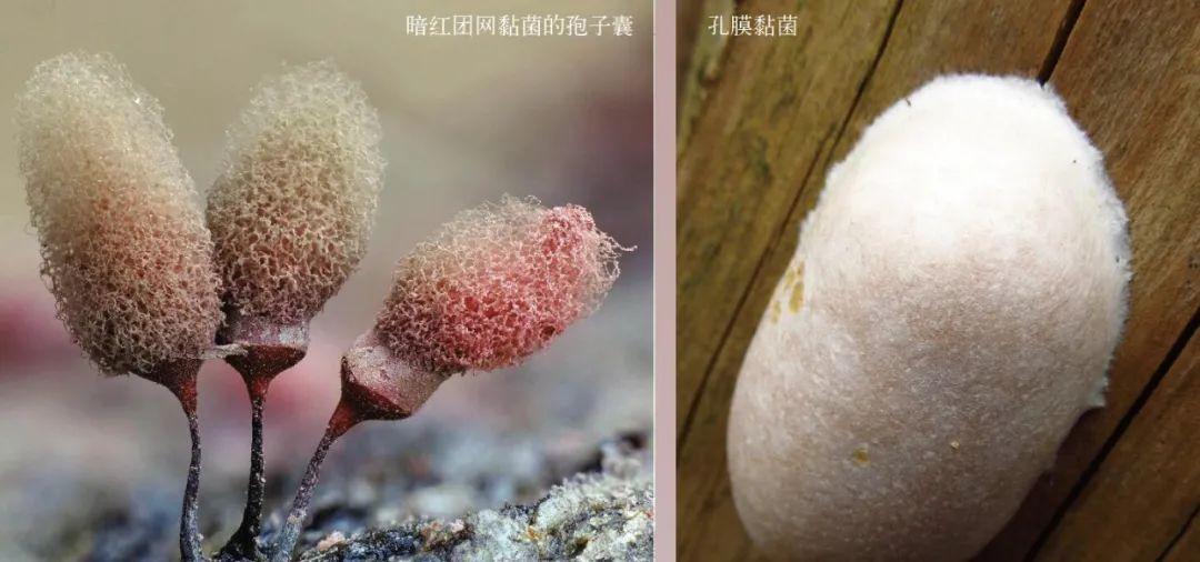 单细胞生物可以完成_单细胞生物能够_单细胞生物能够