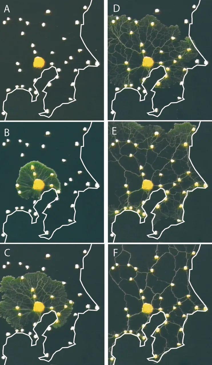 单细胞生物可以完成_单细胞生物能够_单细胞生物能够
