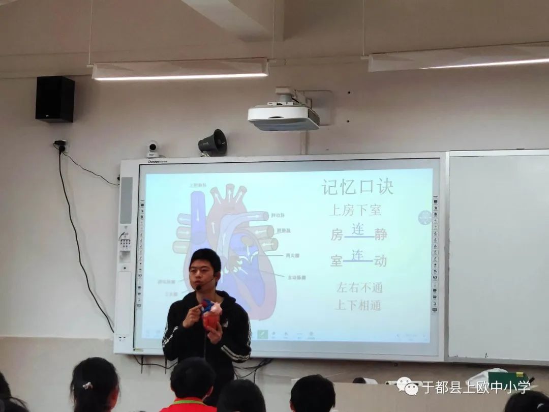 心脏初中生物知识点_初中生物心脏_心脏初中生物模型手工制作图片