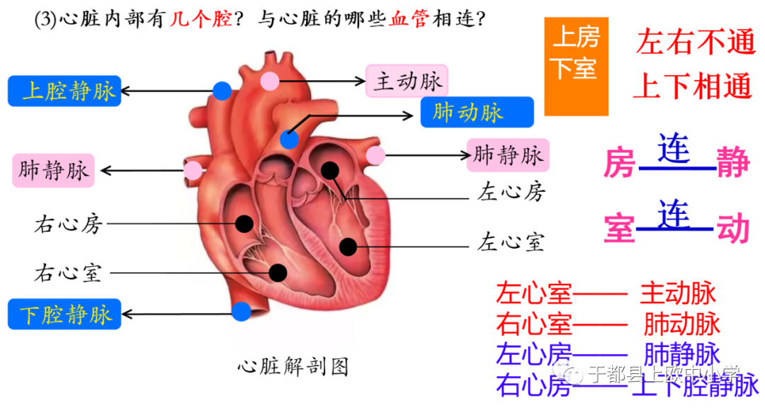 心脏初中生物模型手工制作图片_心脏初中生物知识点_初中生物心脏