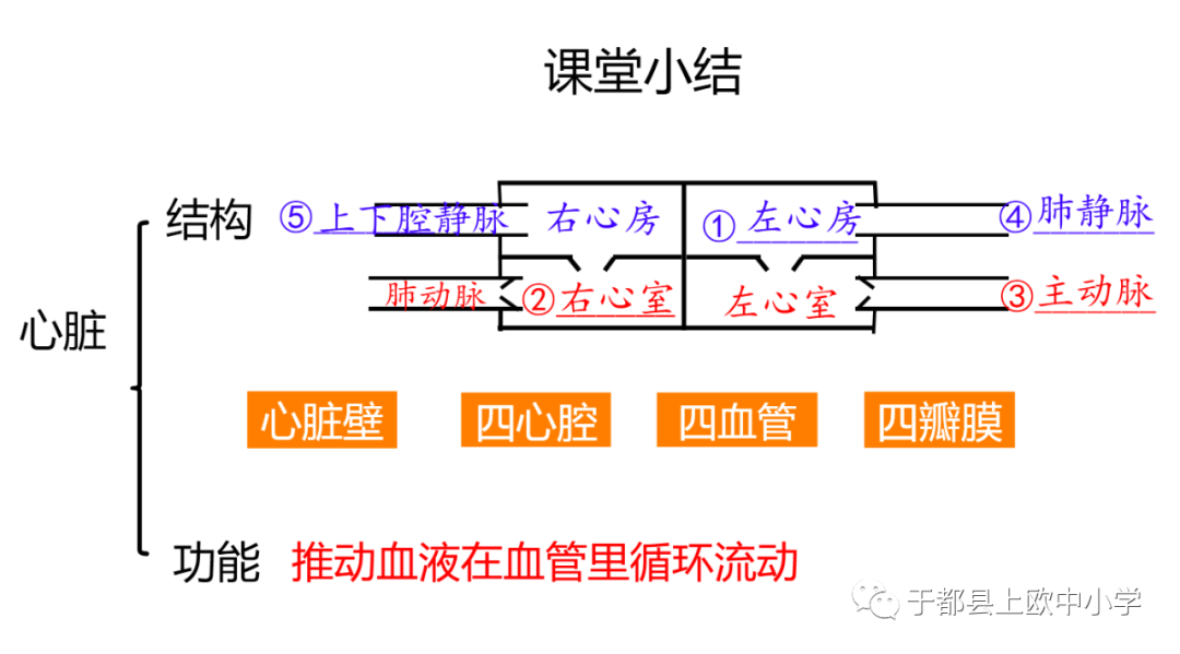 初中生物心脏_心脏初中生物模型手工制作图片_心脏初中生物知识点