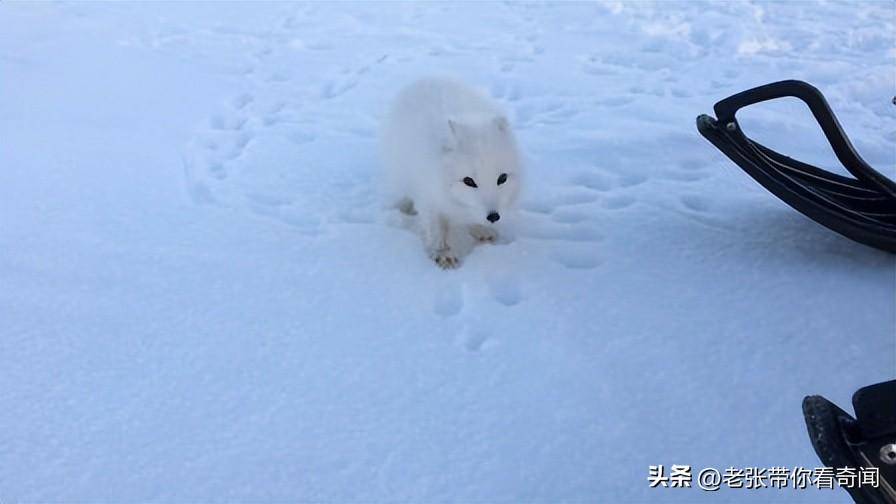 民间奇事五则，读后令人暗自惊叹，震惊三观！