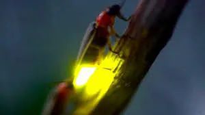 夏夜里发光的小精灵——萤火虫
