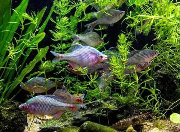 人世间是什么生物_说人是生物_生物世界是什么动物