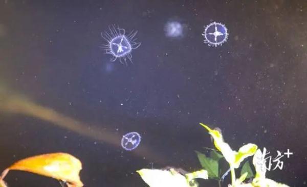 说人是生物_生物世界是什么动物_人世间是什么生物