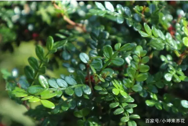 考虑到胡椒木盆景不耐水涝，所以在