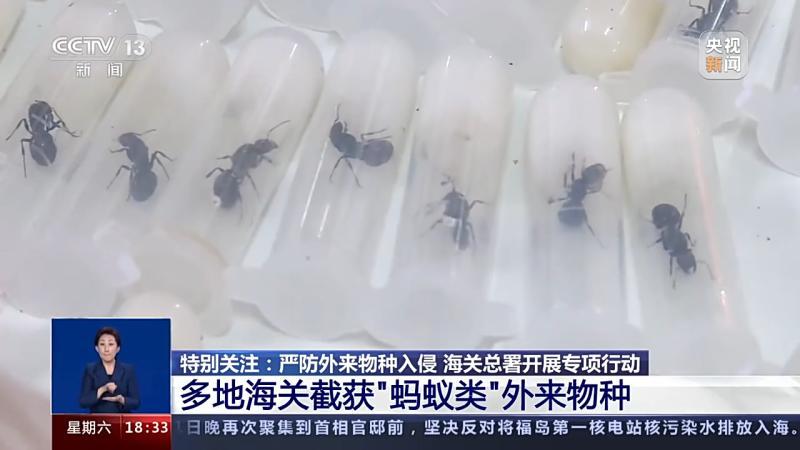 入侵途径生物的危害_生物入侵的途径_入侵途径生物是什么
