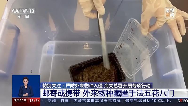 入侵途径生物是什么_入侵途径生物的危害_生物入侵的途径