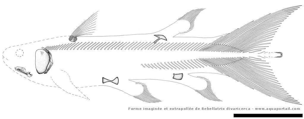 三叠纪生物有哪些_三叠纪生物图鉴_三叠纪生物种类