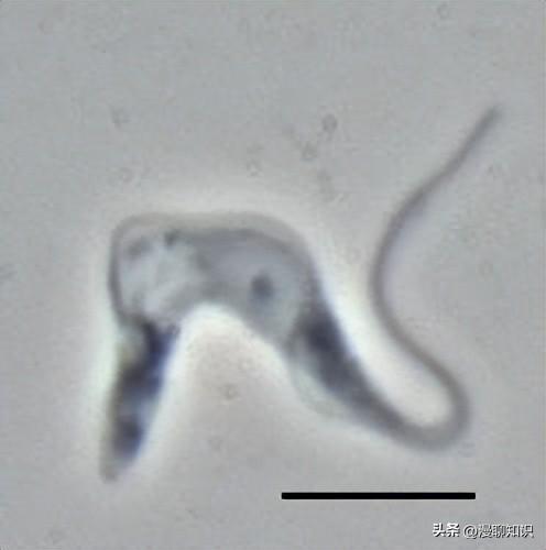入侵例子生物有哪些_生物入侵的例子_入侵生物的主要危害