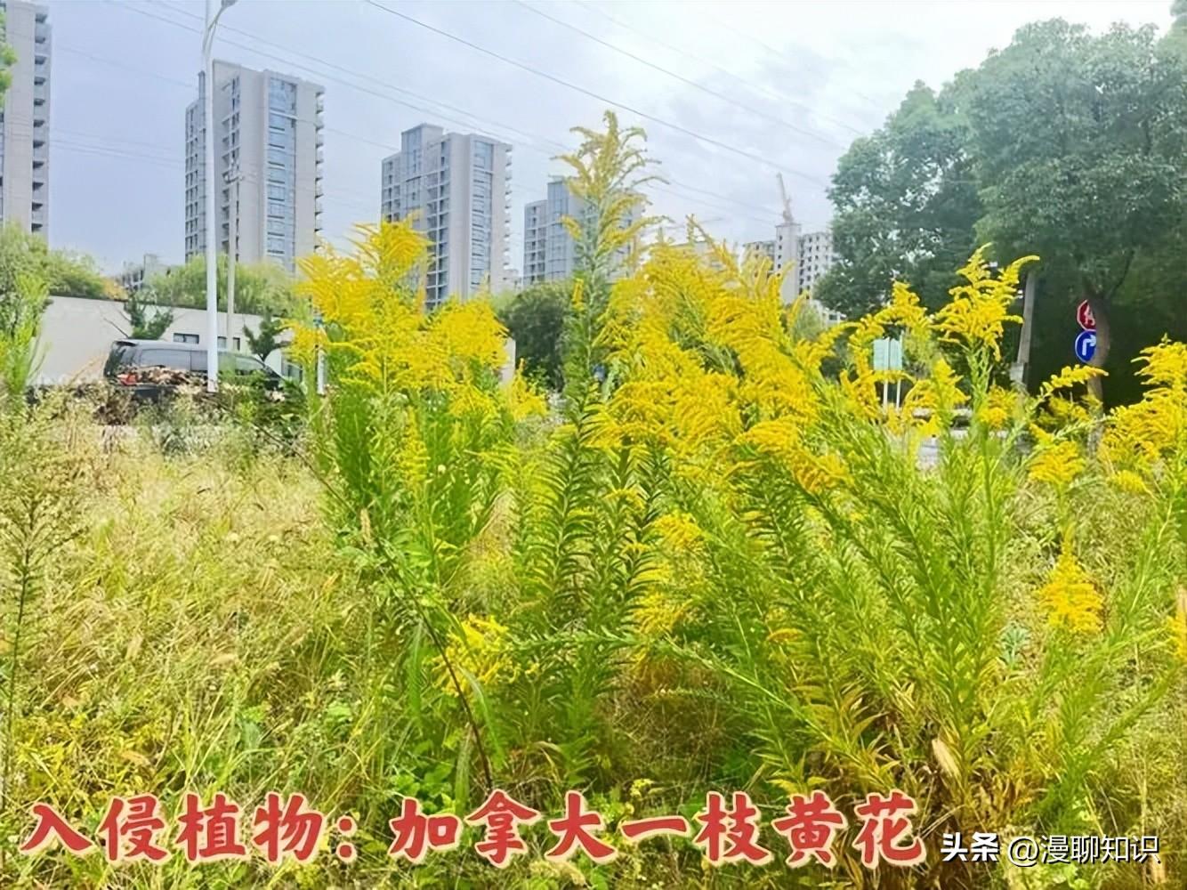 入侵生物的主要危害_生物入侵的例子_入侵例子生物有哪些