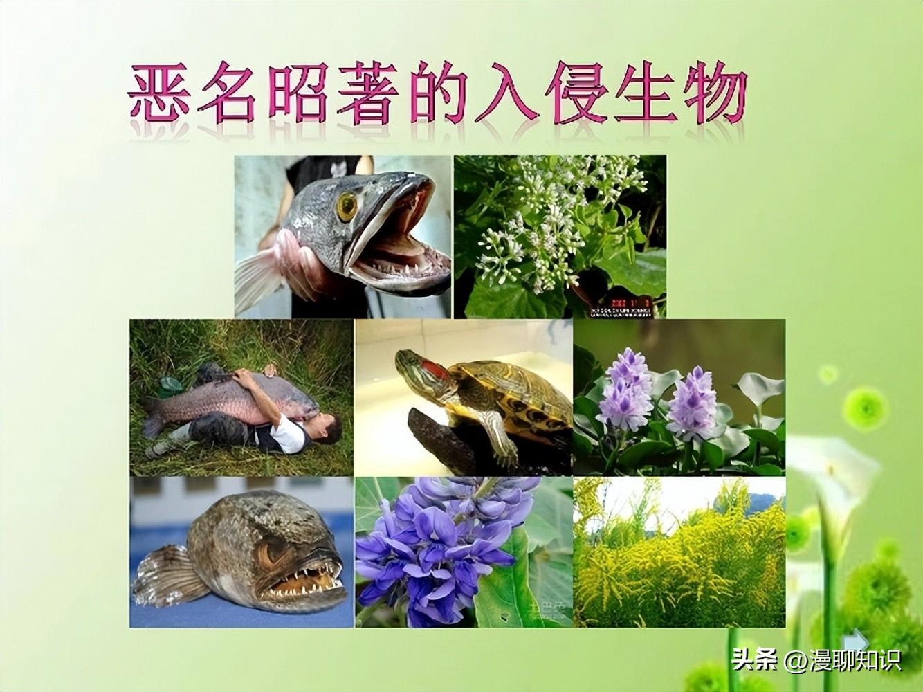 生物入侵的例子_入侵生物的主要危害_入侵例子生物有哪些