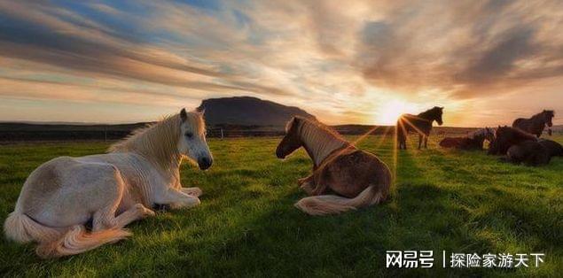 关于冰岛马的四大奇闻，远比你想象中的有料，保证你有一个不知道