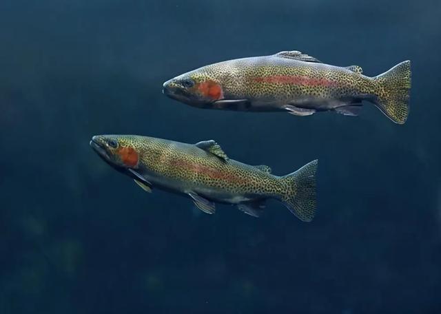 长白山天池生物_长白山天池有没有生物_长白山天池有生物物种