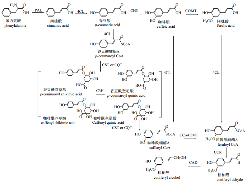 天然木脂素的代谢工程和合成生物学研究进展