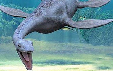 长白山天池生物_长白山天池有没有生物_长白山天池有生物物种