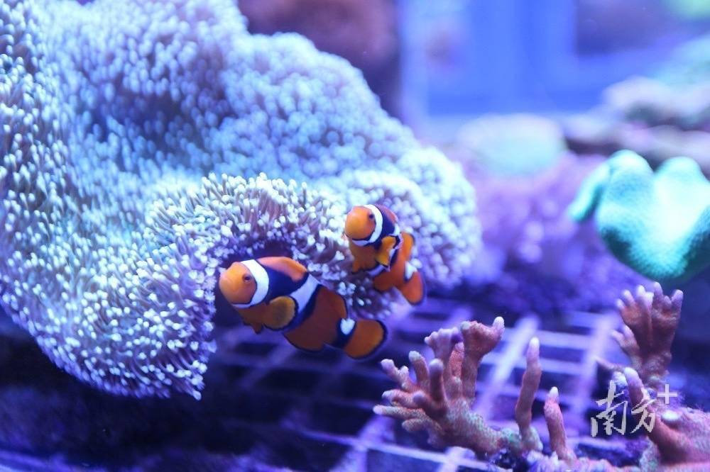 蓝色的海底生物_海底蓝色植物_海洋蓝色生物