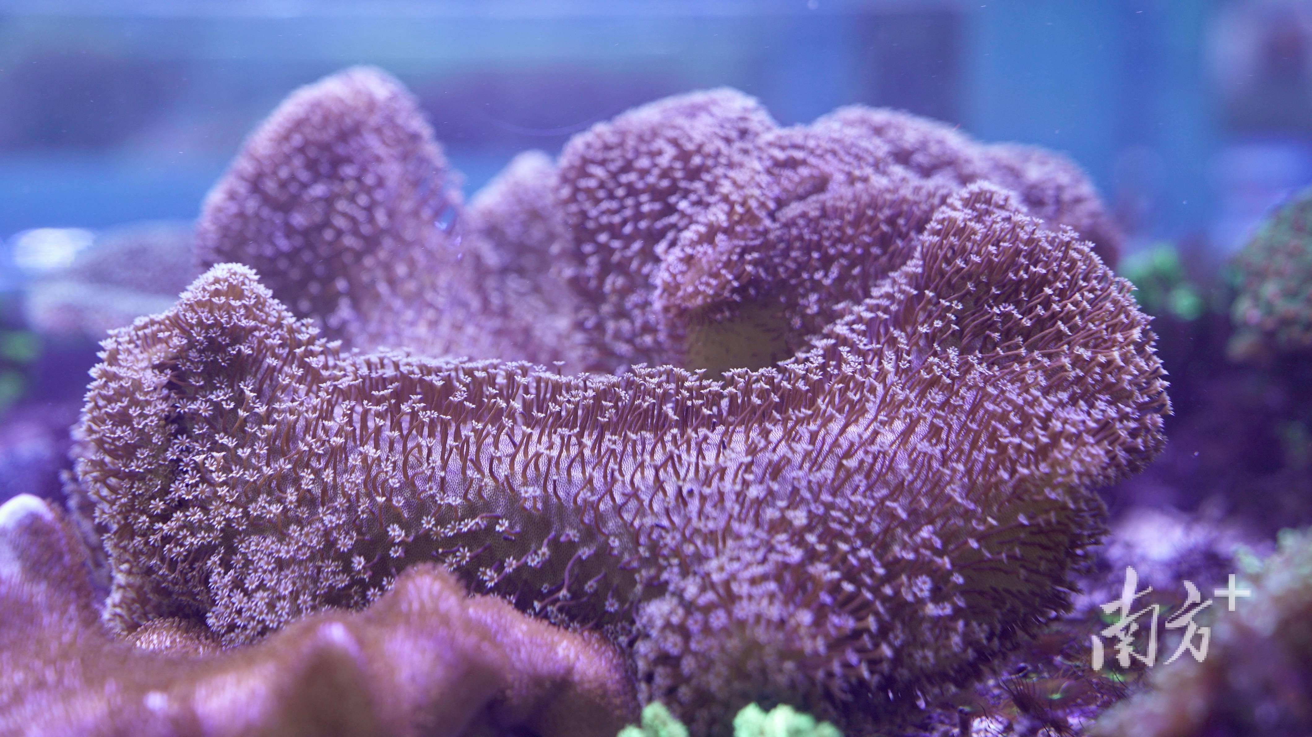 蓝色的海底生物_海洋蓝色生物_海底蓝色植物