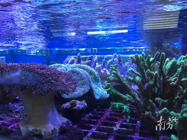 向海问药，广东海洋生物产业释放“蓝色”新动能