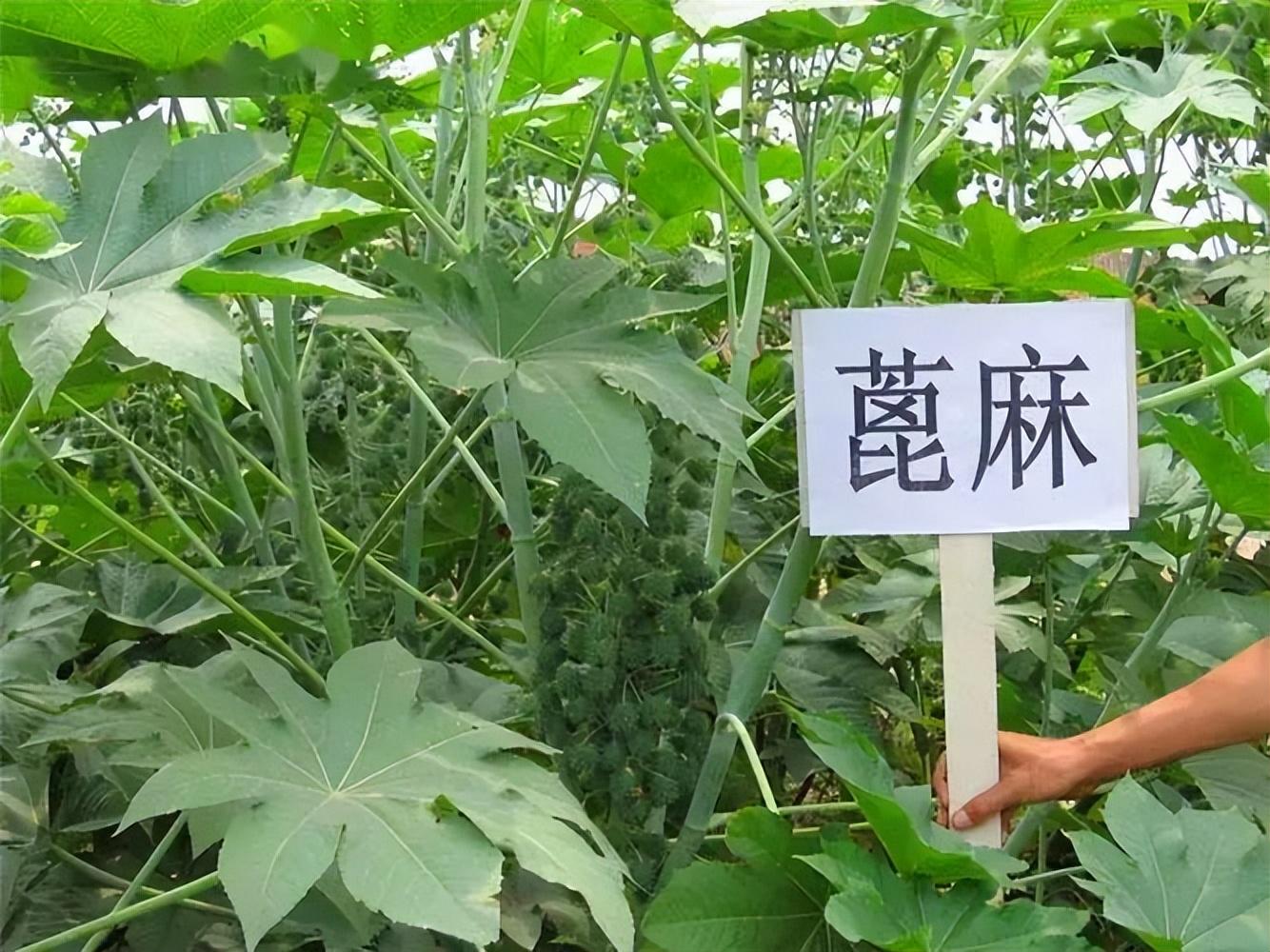为什么说蓖麻是生化武器？过去农村将它烤熟了吃，为啥没有中毒？