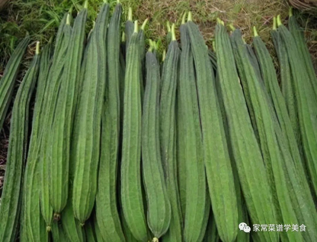 丝瓜的小知识_关于丝瓜的知识介绍卡_丝瓜认识
