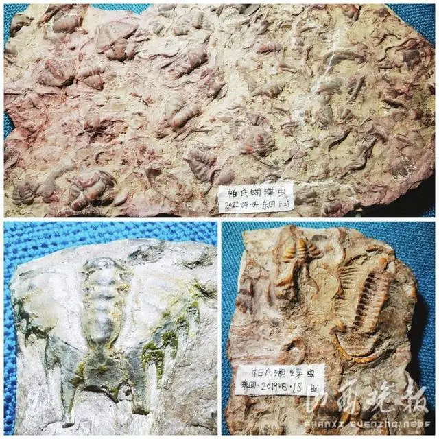 阳泉发现5.2亿年前的三叶虫化石 是阳泉市目前已知可见最古老的动物化石