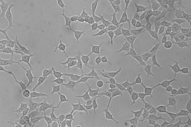 生物背诵资料_八年级生物怎么背_生物背诵手册