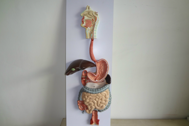 八年级生物怎么背_生物背诵资料_生物背诵手册