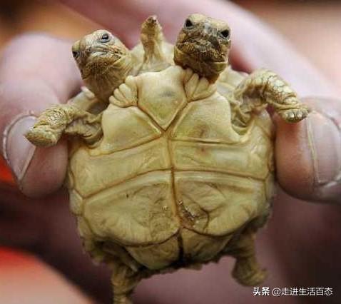 异事奇闻录电视剧_异事奇闻_异事奇闻录游戏