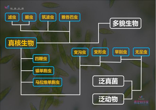 草履虫是单细胞生物吗?_单细胞生物草履虫的结构与功能_单细胞生物草履虫