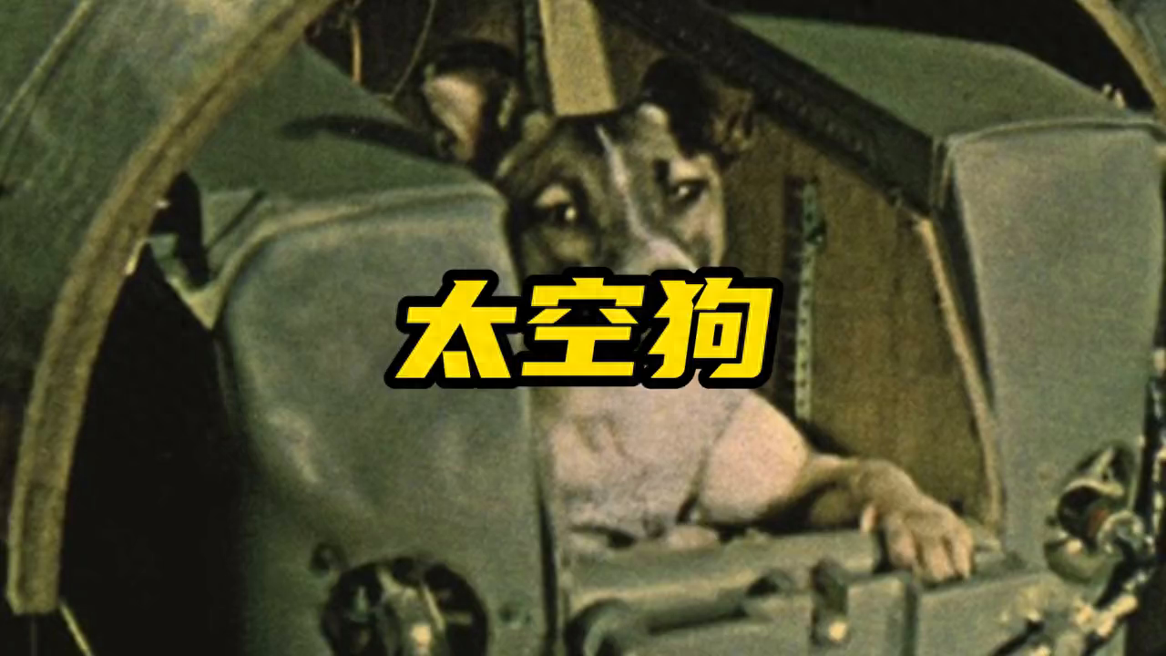 第一个上太空的地球生物，莱卡 #莱卡