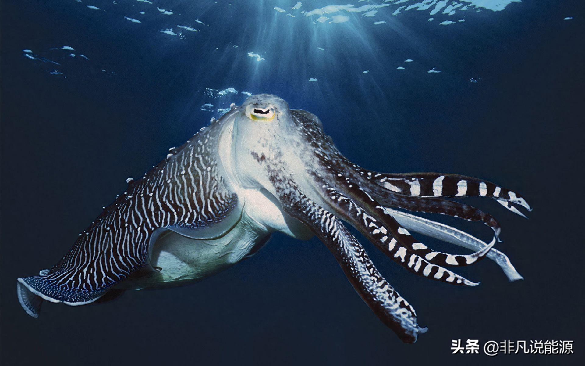 海洋是无数生物的家园，有哪些神奇的海洋生物？
