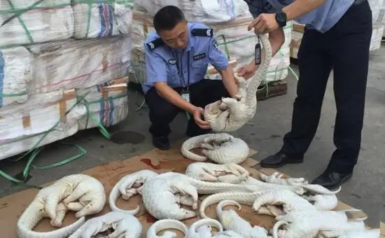 灭绝濒危生物的原因_濒危或灭绝的生物_濒危灭绝生物资料