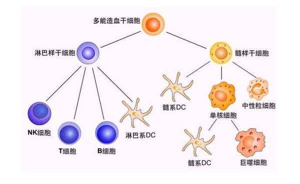生物细胞治疗是什么意思_生物细胞治疗中心_生物细胞生物治疗