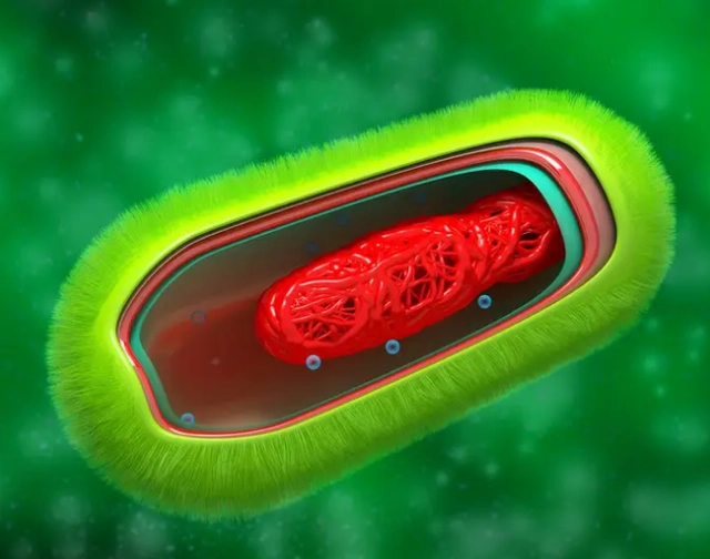 原核细胞都是单细胞生物吗