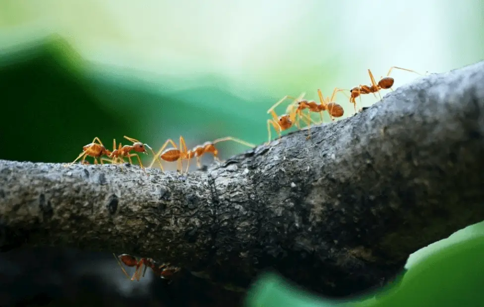 弟弟生物会考_《弟弟这种生物》神隐的黑猫_弟弟这种生物