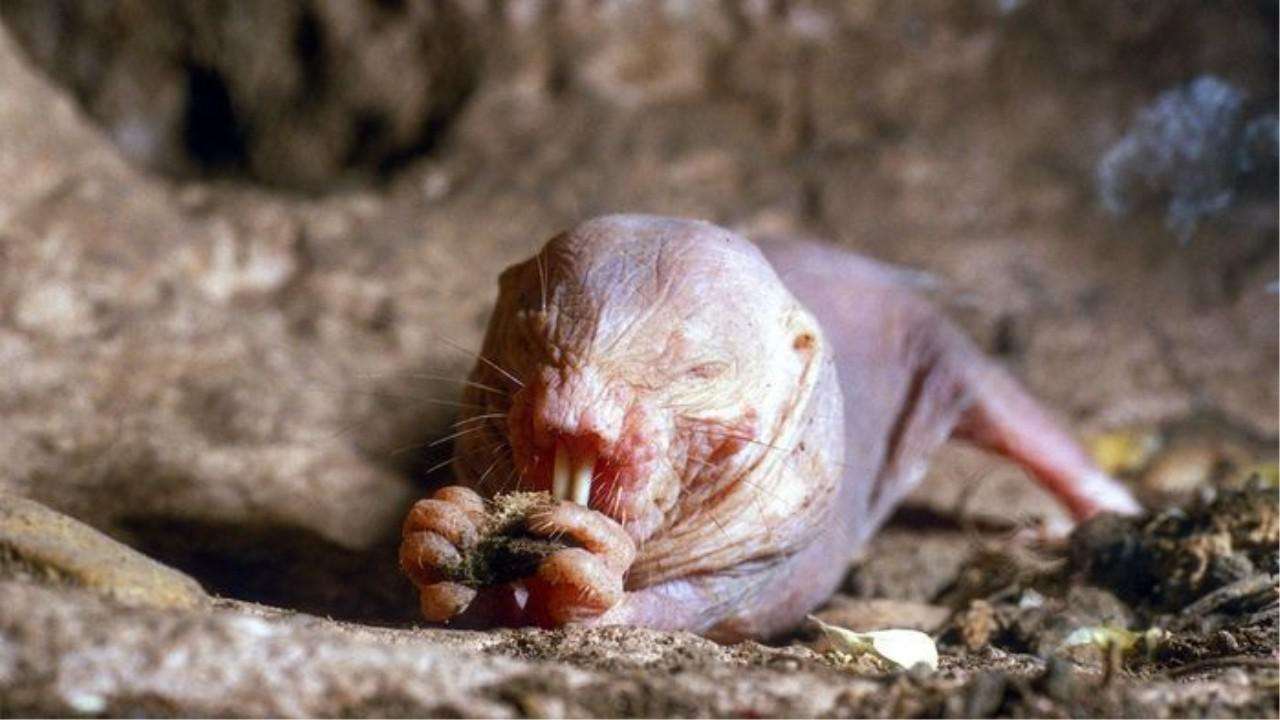 弟弟这种生物_弟弟生物会考_《弟弟这种生物》神隐的黑猫