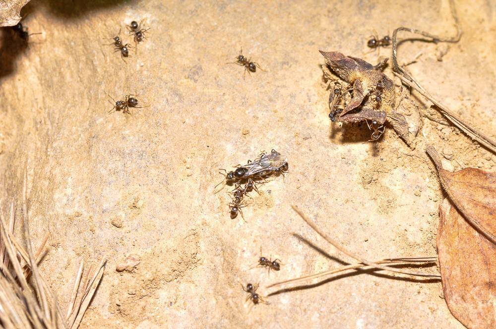 《弟弟这种生物》神隐的黑猫_弟弟这种生物_弟弟生物会考